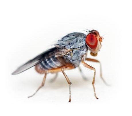 Flightless Fruit Fly Cultures