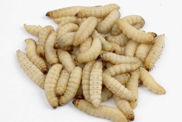 A new start for wax worms as a feeder insect in South Africa