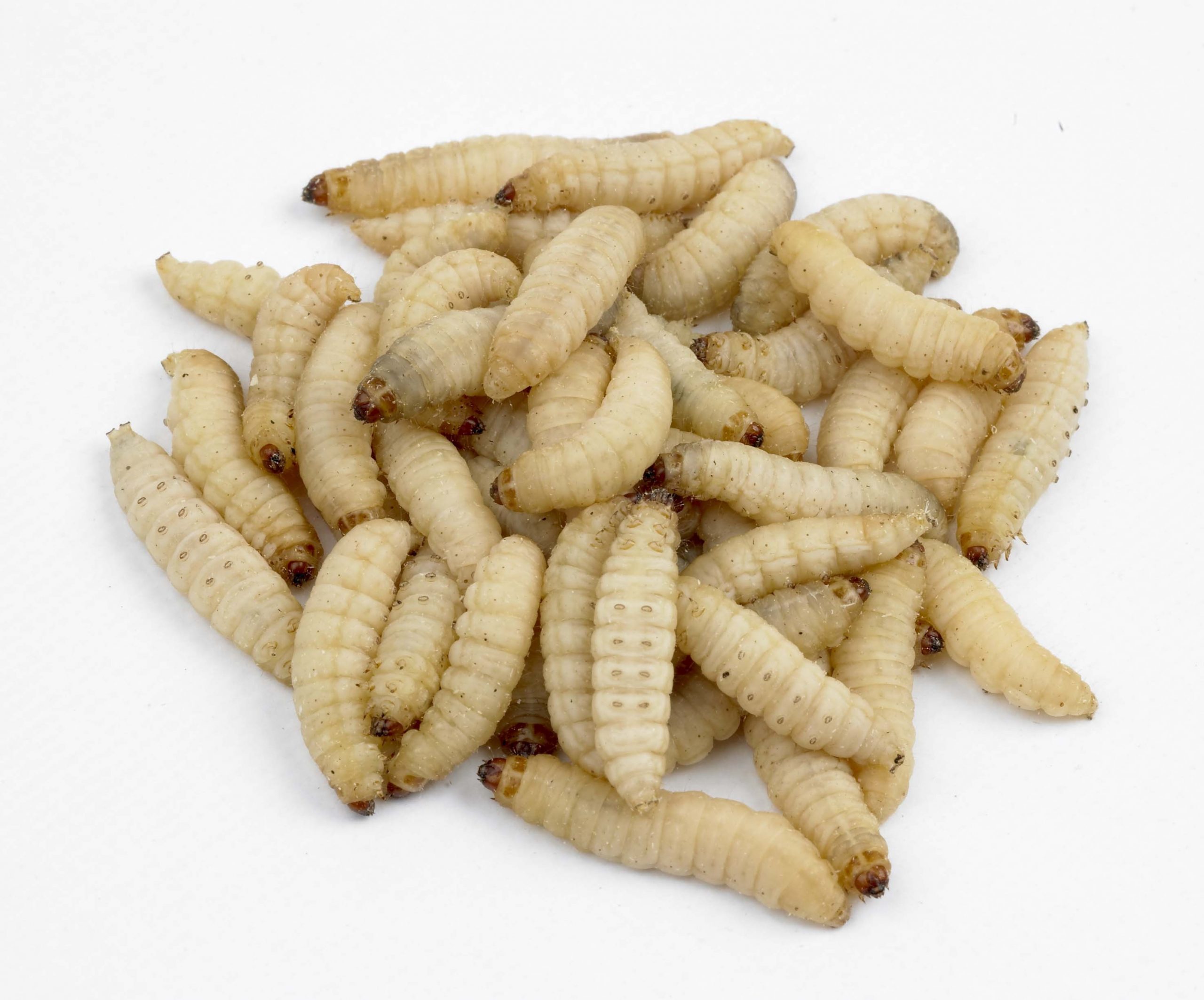 A new start for wax worms as a feeder insect in South Africa