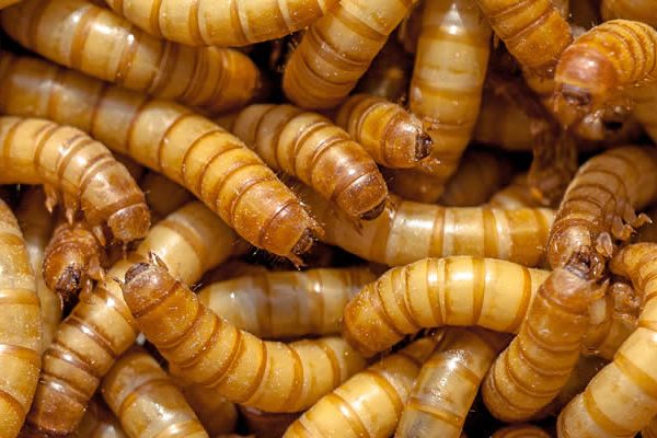 Mealworms as feeder insects