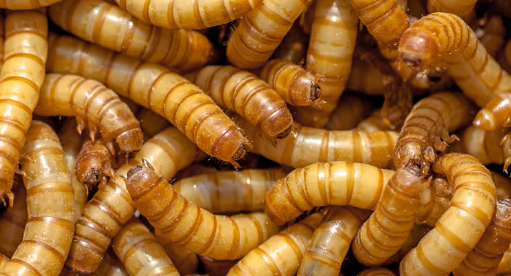 Mealworms as feeder insects