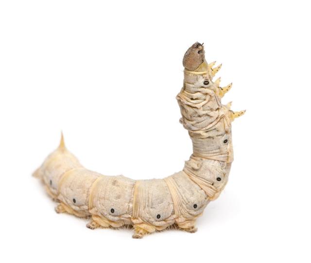 Silkworms as a feeder insect