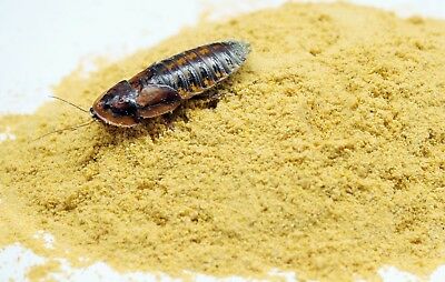 Roach and cricket chow