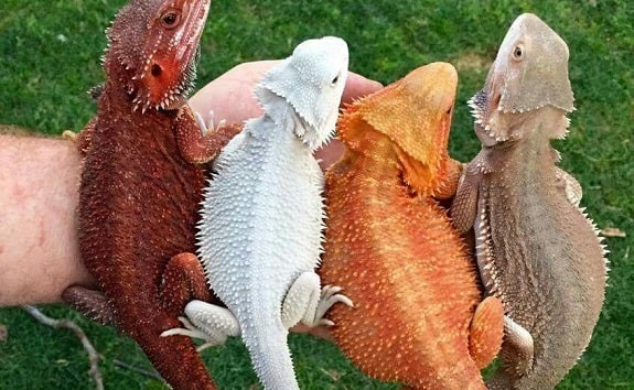 Bearded Dragon Care Sheet