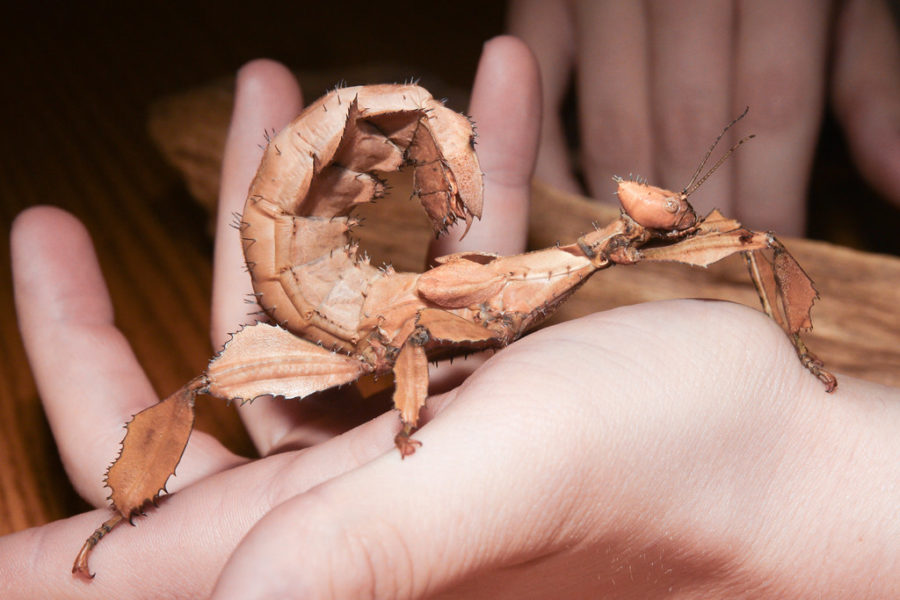 Giant Spiny Leaf Insects - Silkworm Shop South Africa
