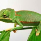 Veiled Chameleon
