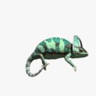Veiled Chameleon Dad