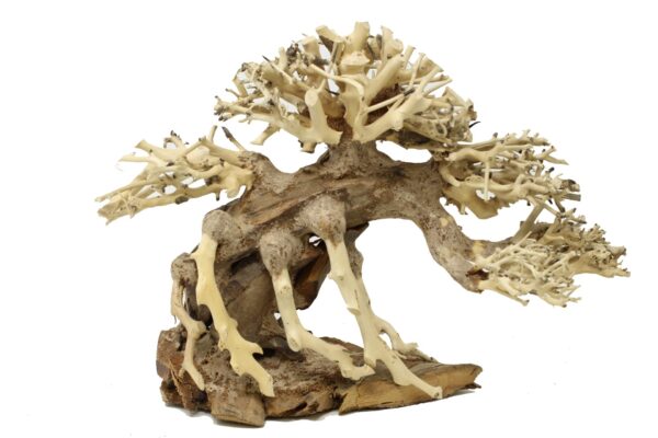 Bonsai Tree Aquarium Driftwood