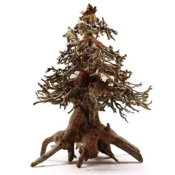 christmas tree bonsai drift wood
