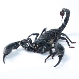 RED CLAW SCORPION