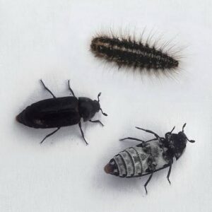Dermestid beetle ( +- 50 Dermestes Maculatus)