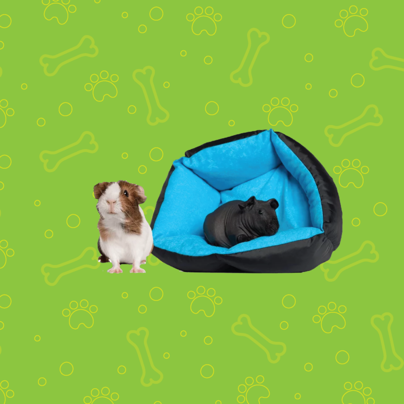 Birds and Small Animals Archives Silkworm Shop