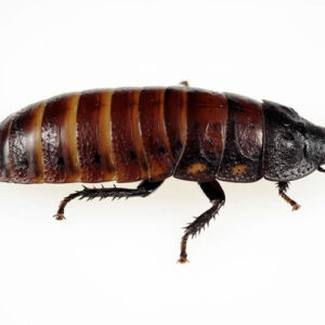 Madagascar Hissing Cockroach