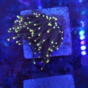 Dark stem yellow tip Torch Coral