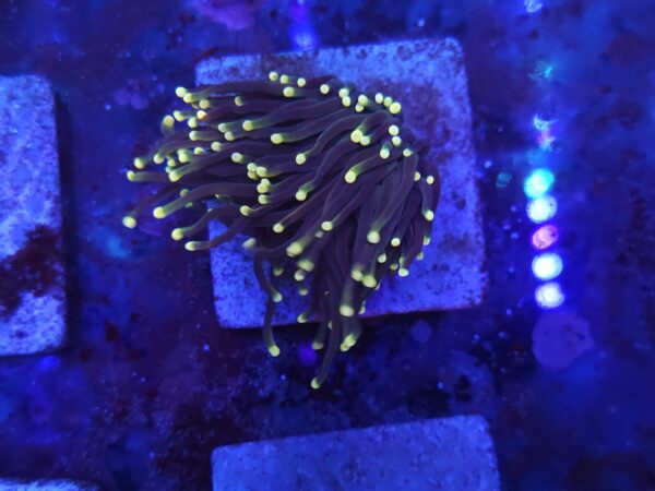 Dark stem yellow tip Torch Coral