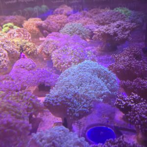 Frogspawn coral