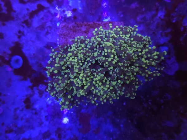 Green Frogspawn