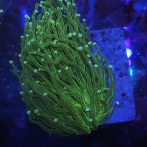 Green stem yellow tip Torch Coral