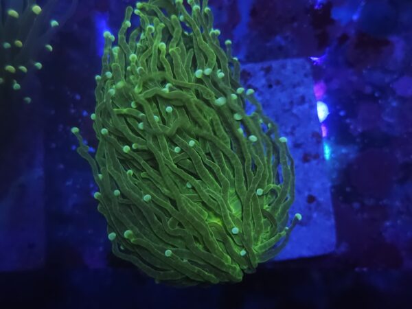 Green stem yellow tip Torch Coral