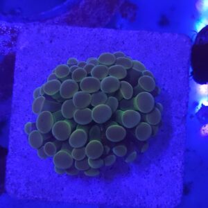 Indo two tone Hammer coral