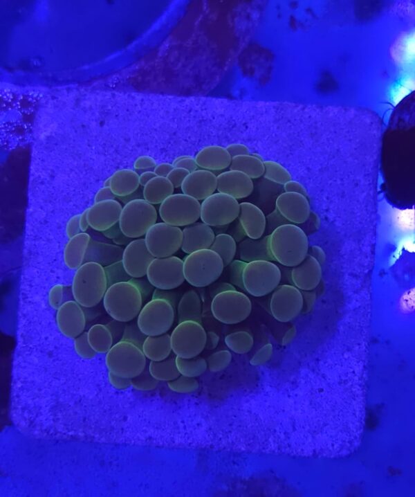 Indo two tone Hammer coral