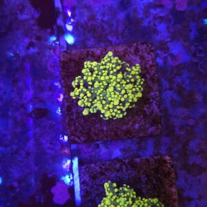 Neon Green Frogspawn