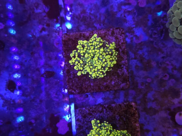 Neon Green Frogspawn