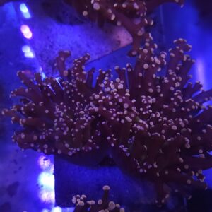 Orange frogspawn coral