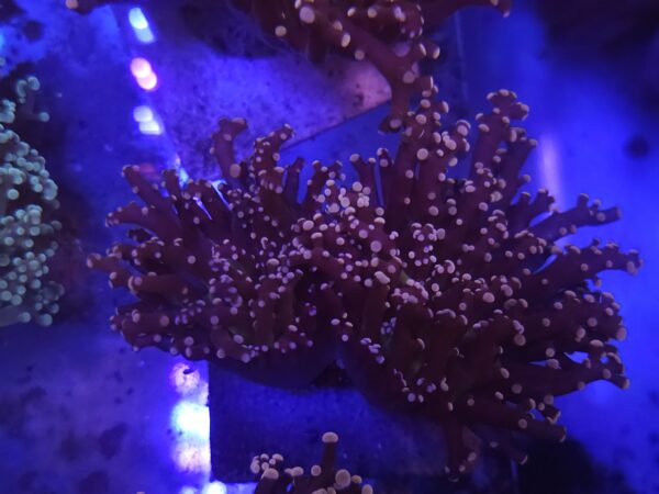 Orange frogspawn coral