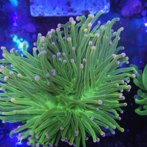 Pink tip torch Coral