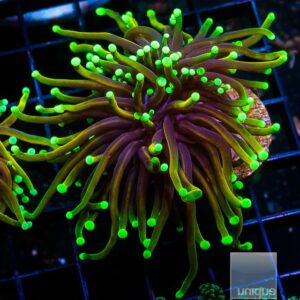 Torch Coral