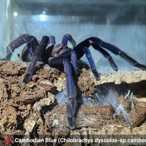 Cambodian Blue tarantula