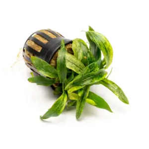 Anubias Minima Variegated