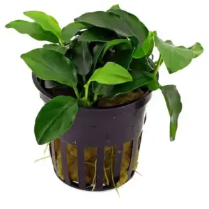 Anubias barteri var. nana petite