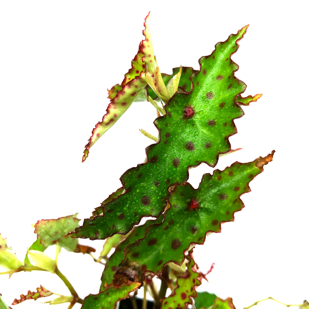 Begonia Amphioxus