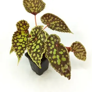 Begonia Chlorosticta