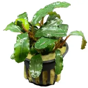 Bucephalandra Green Wavy