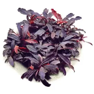 Bucephalandra sp. "Brownie Ghost"