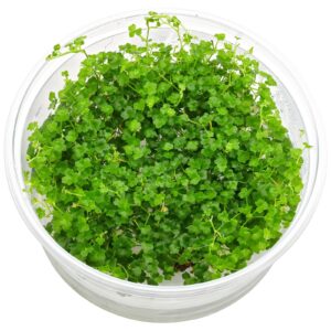 Hydrocotyle Tripartita mini
