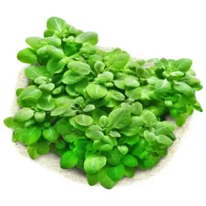 Lobelia Cardinalis Mini