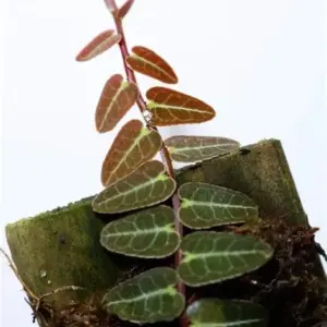 Marcgravia Umbellata