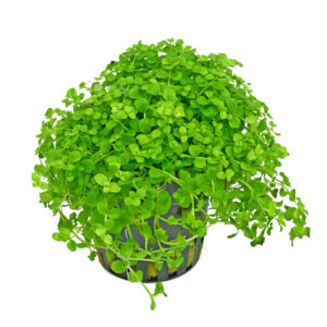 Micranthemum Monte carlo