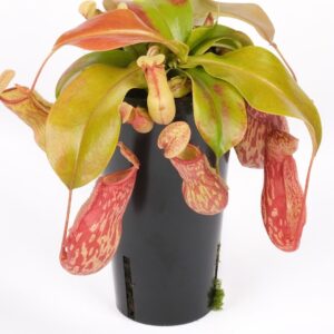 Nepenthes Gaya