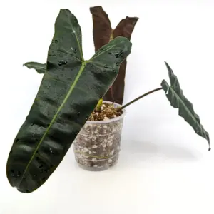 Philodendron Billietiae