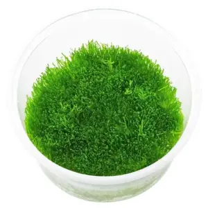 Riccia Fluitans Moss