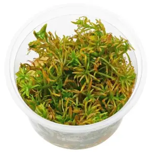 Rotala Goias