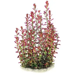 Rotala Ramosior Florida