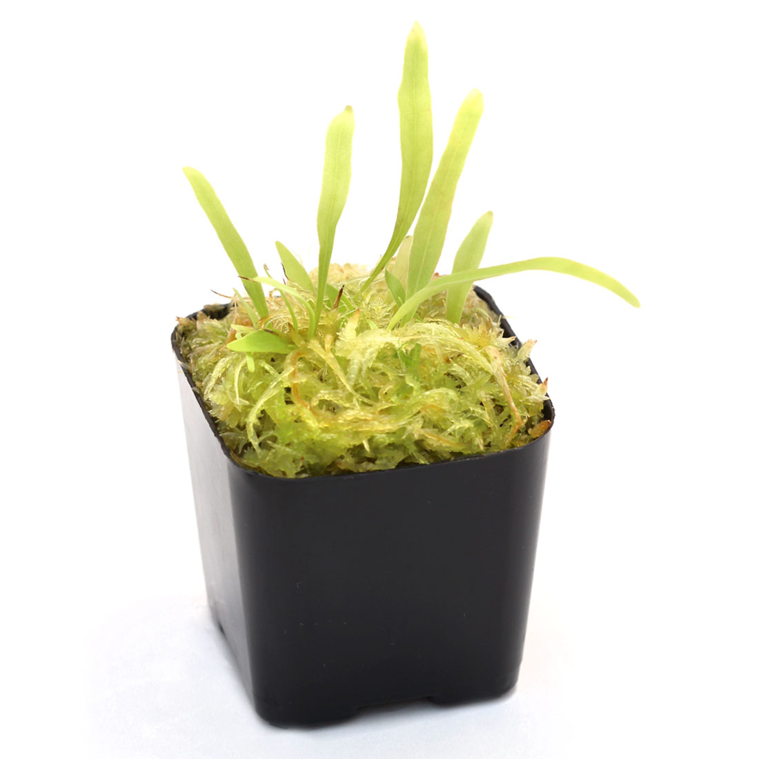 Utricularia Longifolia