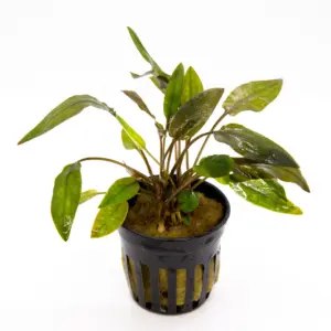 Cryptocoryne Walkeri