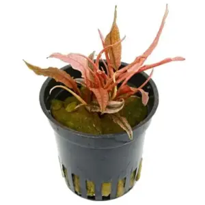 Cryptocoryne wendtii ‘Flamingo’